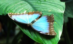 Mariposa tropical en el Parque de las Ciencias Mariposa tropical en el Parque de las Ciencias